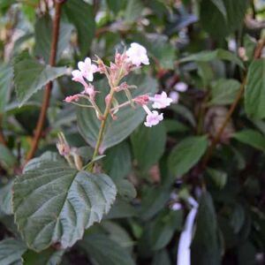 Viburnum × bodnantense 'Dawn' 40-60 cm